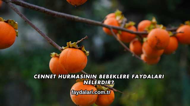 Cennet Hurmasının Bebeklere Faydaları Nelerdir?