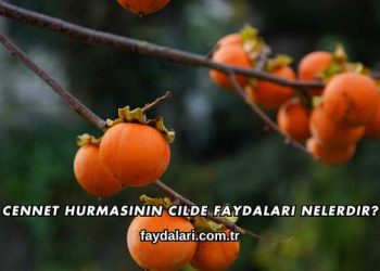 Cennet Hurmasının Cilde Faydaları Nelerdir?