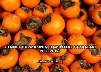 Cennet Hurmasının Hamilelere Faydaları Nelerdir?