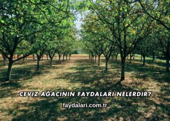 Ceviz Ağacının Faydaları Nelerdir?