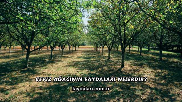 Ceviz Ağacının Faydaları Nelerdir?