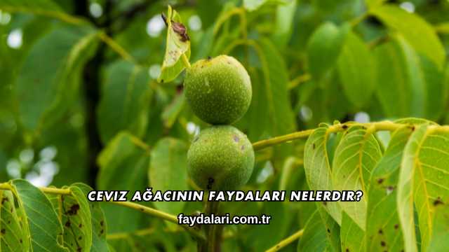 Ceviz Ağacının Faydaları Nelerdir?
