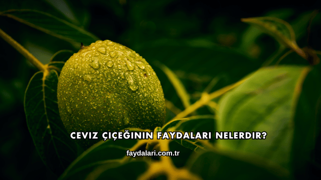 Ceviz Çiçeğinin Faydaları Nelerdir?