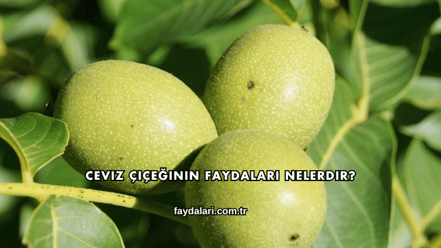 Ceviz Çiçeğinin Faydaları Nelerdir?