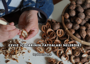 Ceviz İçi Zarının Faydaları Nelerdir?