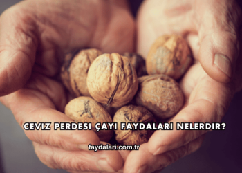 Ceviz Perdesi Çayı Faydaları Nelerdir?