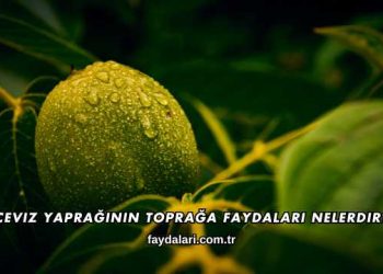 Ceviz Yaprağının Toprağa Faydaları Nelerdir?