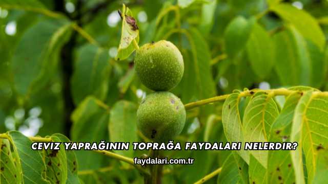 Ceviz Yaprağının Toprağa Faydaları Nelerdir?