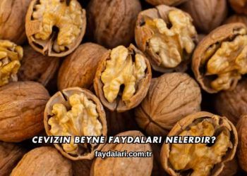 Cevizin Beyne Faydaları Nelerdir?