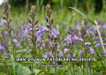 Çıban Otunun Faydaları Nelerdir?