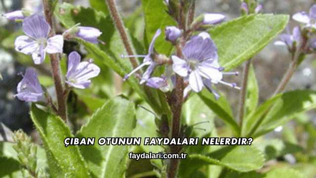 Çıban Otunun Faydaları Nelerdir?