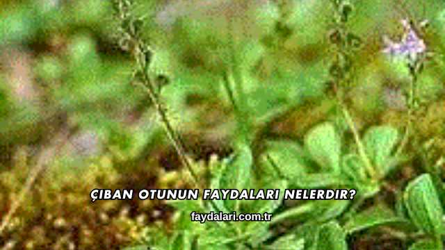 Çıban Otunun Faydaları Nelerdir?