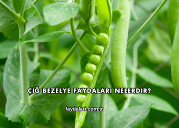 Çiğ Bezelye Faydaları Nelerdir?