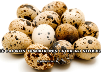Çiğ Bıldırcın Yumurtasının Faydaları Nelerdir?