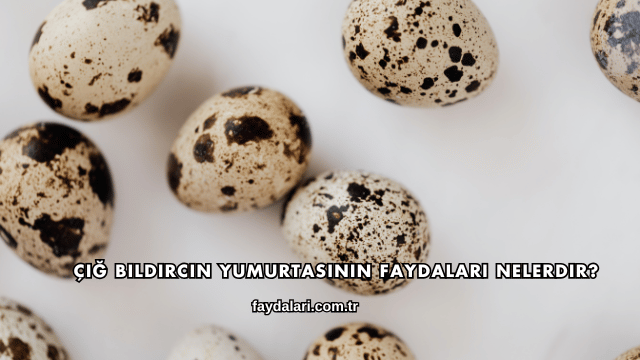 Çiğ Bıldırcın Yumurtasının Faydaları Nelerdir?
