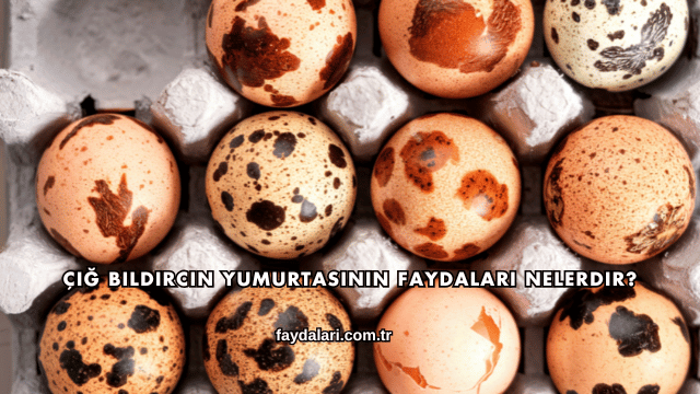 Çiğ Bıldırcın Yumurtasının Faydaları Nelerdir?