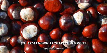 Çiğ Kestanenin Faydaları Nelerdir?