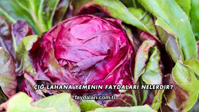 Çiğ Lahana Yemenin Faydaları Nelerdir?
