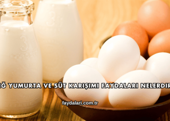 Çiğ Yumurta ve Süt Karışımı Faydaları Nelerdir?