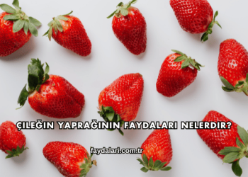 Çileğin Yaprağının Faydaları Nelerdir?
