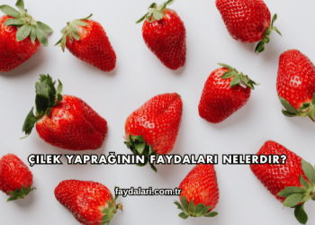Çilek Yaprağının Faydaları Nelerdir?