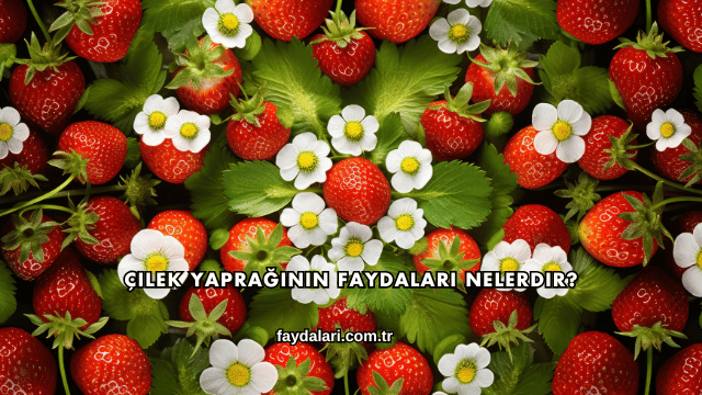 Çilek Yaprağının Faydaları Nelerdir?