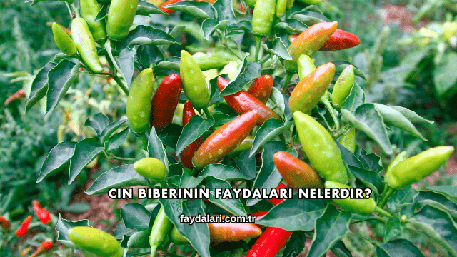 Cin Biberinin Faydaları Nelerdir?