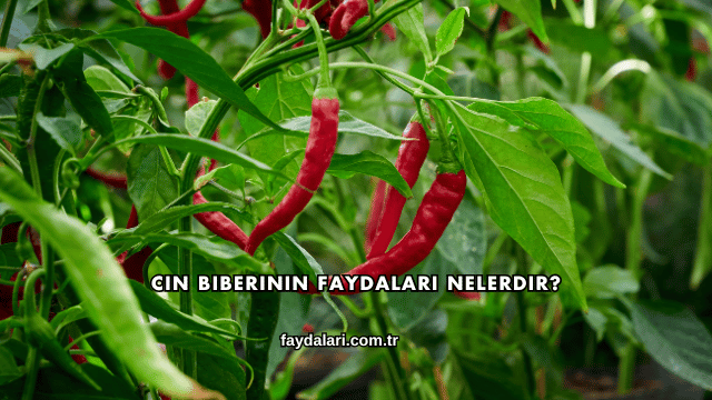 Cin Biberinin Faydaları Nelerdir?