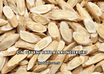 Çin Geveni Faydaları Nelerdir?