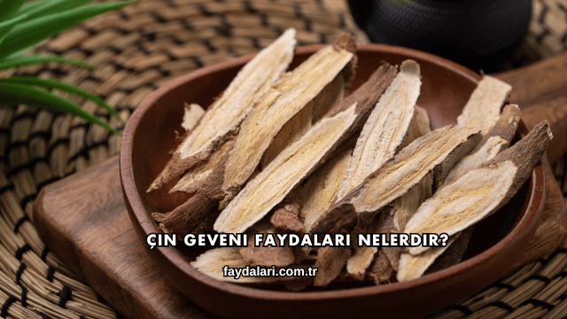 Çin Geveni Faydaları Nelerdir?