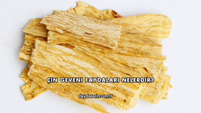 Çin Geveni Faydaları Nelerdir?