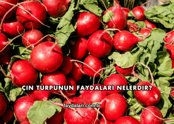 Çin Turpunun Faydaları Nelerdir?