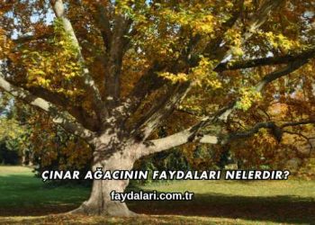 Çınar Ağacının Faydaları Nelerdir?