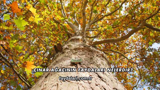 Çınar Ağacının Faydaları Nelerdir?