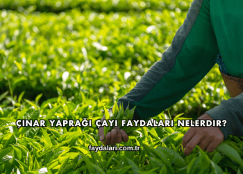 Çınar Yaprağı Çayı Faydaları Nelerdir?