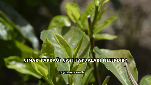 Çınar Yaprağı Çayı Faydaları Nelerdir?