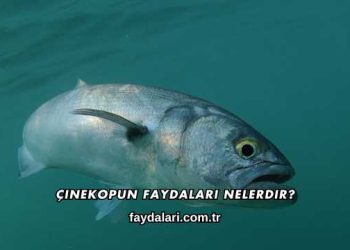 Çinekopun Faydaları Nelerdir?