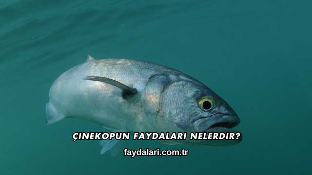 Çinekopun Faydaları Nelerdir?