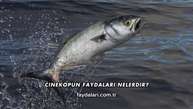Çinekopun Faydaları Nelerdir?