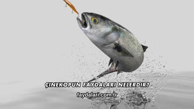 Çinekopun Faydaları Nelerdir?