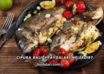 Çipura Balığı Faydaları Nelerdir?