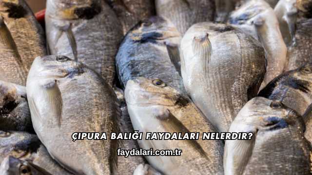 Çipura Balığı Faydaları Nelerdir?