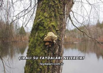 Çıralı Su Faydaları Nelerdir?