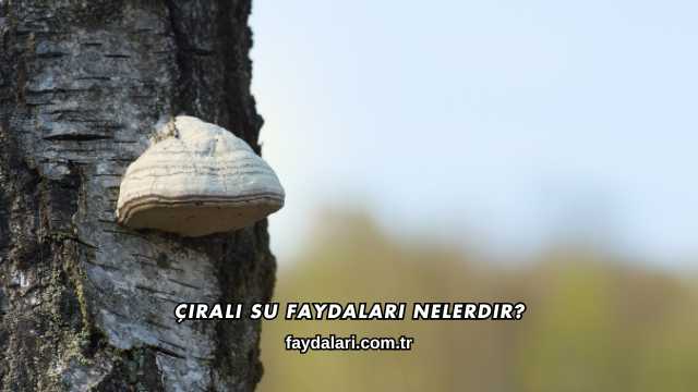 Çıralı Su Faydaları Nelerdir?