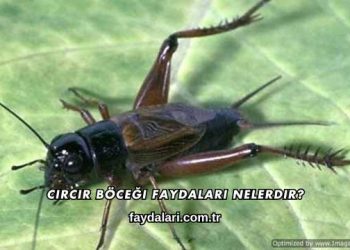 Cırcır Böceği Faydaları Nelerdir?