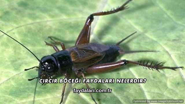Cırcır Böceği Faydaları Nelerdir?