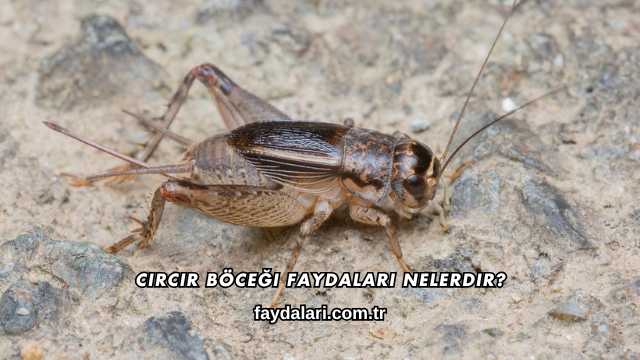Cırcır Böceği Faydaları Nelerdir?