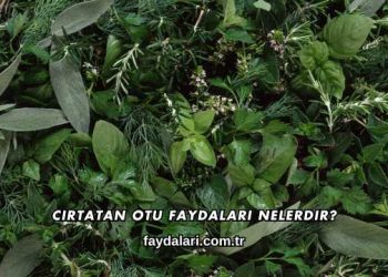 Cirtatan Otu Faydaları Nelerdir?
