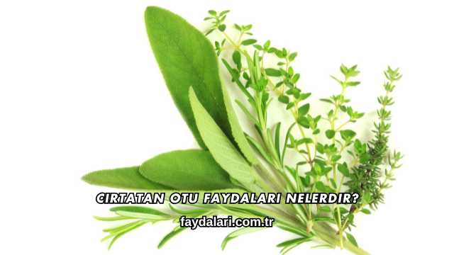 Cirtatan Otu Faydaları Nelerdir?