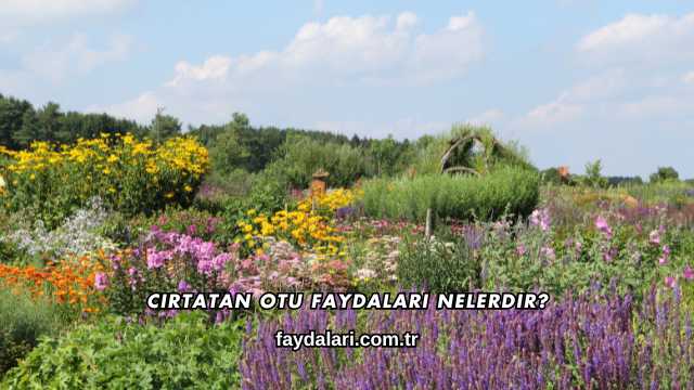 Cirtatan Otu Faydaları Nelerdir?